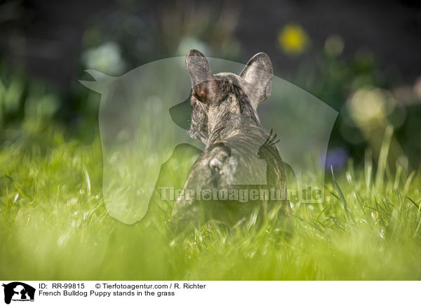 Franzsische Bulldogge Welpe steht im Gras / French Bulldog Puppy stands in the grass / RR-99815