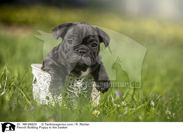 Franzsische Bulldogge Welpe im Krbchen / French Bulldog Puppy in the basket / RR-99820