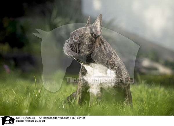 sitzende Franzsische Bulldogge / sitting French Bulldog / RR-99832