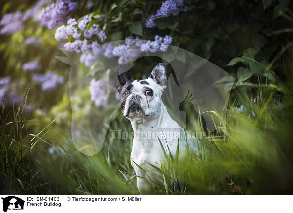 Franzsische Bulldogge / French Bulldog / SM-01403