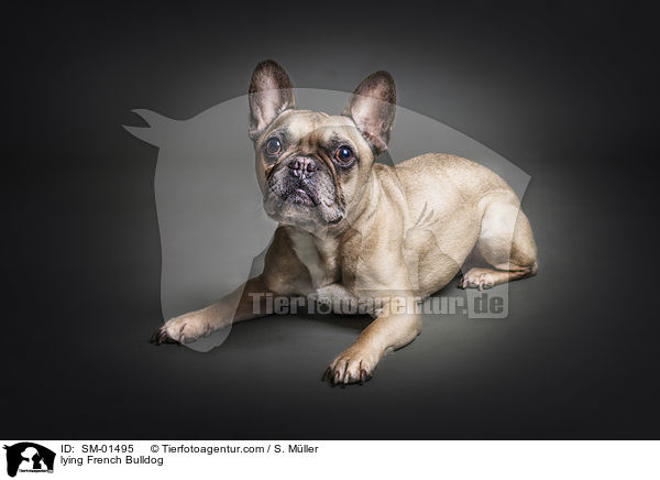 liegender Franzsische Bulldogge / lying French Bulldog / SM-01495