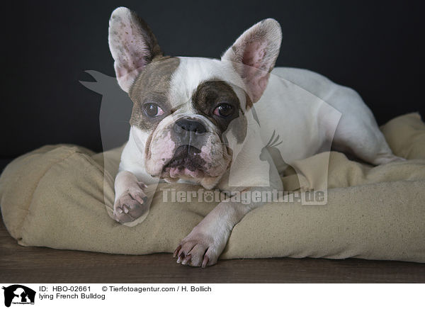 liegende Franzsische Bulldogge / lying French Bulldog / HBO-02661