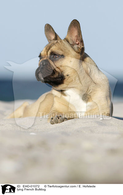 liegende Franzsische Bulldogge / lying French Bulldog / EHO-01072