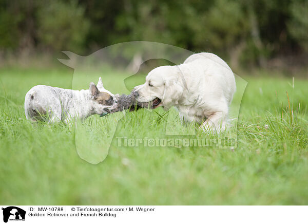 Golden Retriever and French Bulldog / MW-10788