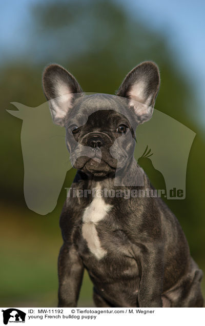 junge Franzsische Bulldogge / young French bulldog puppy / MW-11192