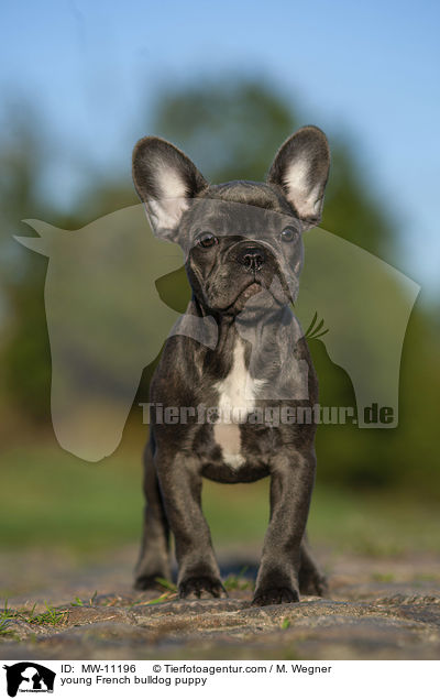 junge Franzsische Bulldogge / young French bulldog puppy / MW-11196