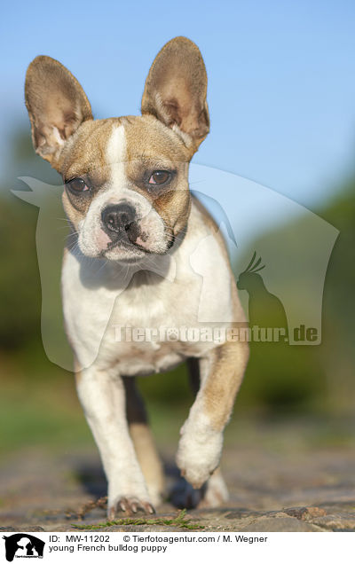 junge Franzsische Bulldogge / young French bulldog puppy / MW-11202