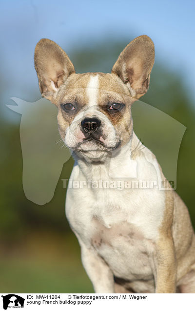 junge Franzsische Bulldogge / young French bulldog puppy / MW-11204