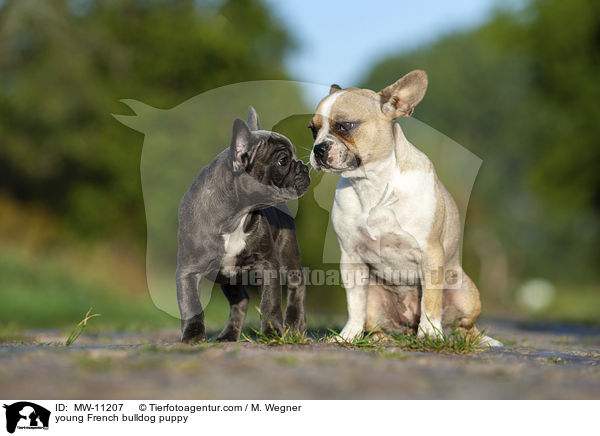 junge Franzsische Bulldogge / young French bulldog puppy / MW-11207