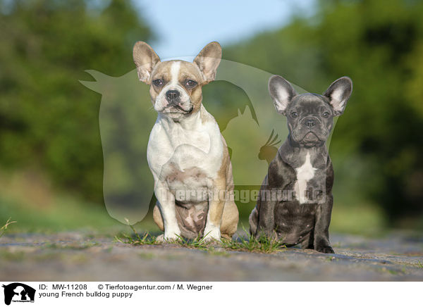 junge Franzsische Bulldogge / young French bulldog puppy / MW-11208
