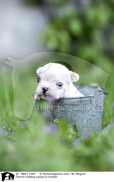 Franzsische Bulldogge Welpe in Eimerchen / French bulldog puppy in bucket / MW-11346