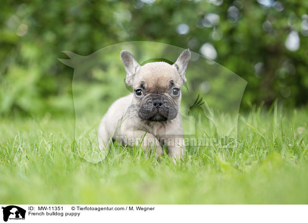 Franzsische Bulldogge Welpe / French bulldog puppy / MW-11351