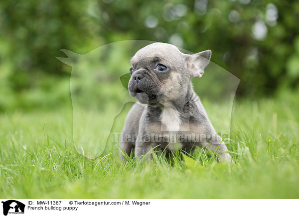 Franzsische Bulldogge Welpe / French bulldog puppy / MW-11367