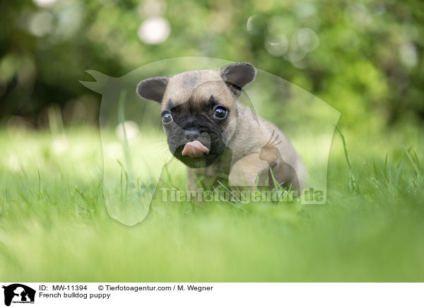 Franzsische Bulldogge Welpe / French bulldog puppy / MW-11394