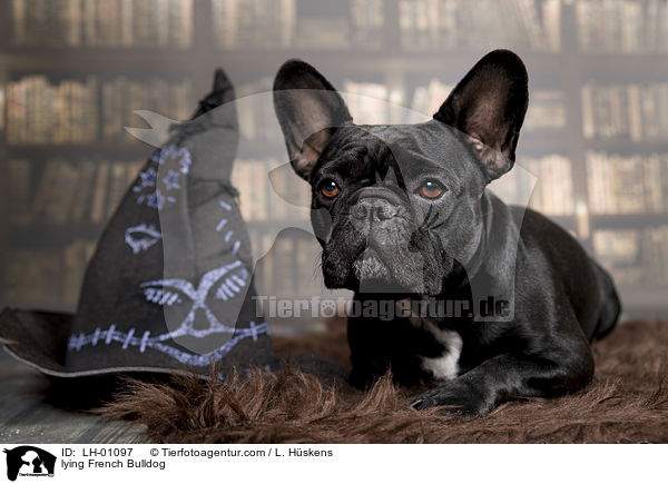 liegende Franzsische Bulldogge / lying French Bulldog / LH-01097