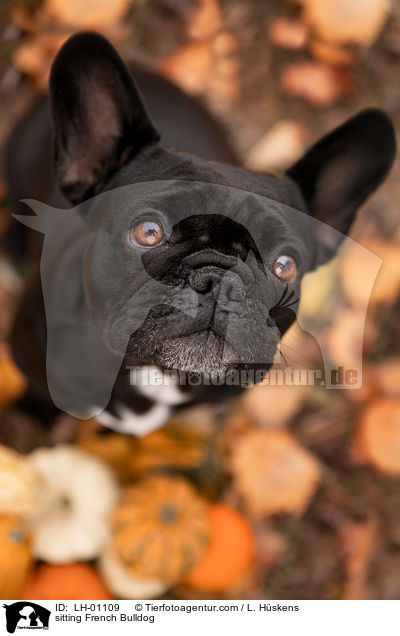 sitzende Franzsische Bulldogge / sitting French Bulldog / LH-01109