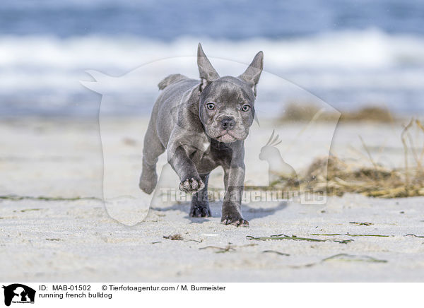 rennende Franzsische Bulldogge / running french bulldog / MAB-01502