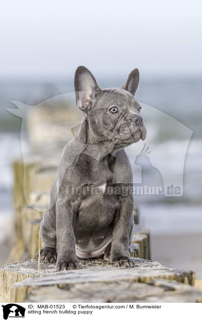 sitzender Franzsische Bulldogge Welpe / sitting french bulldog puppy / MAB-01523