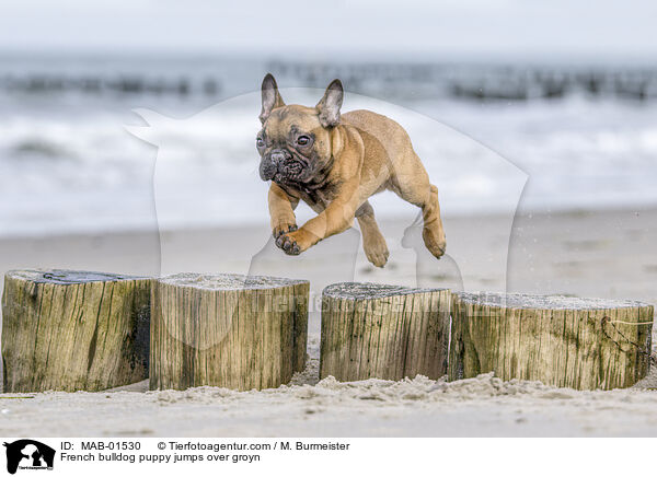 Franzsische Bulldogge Welpe springt ber Buhne / French bulldog puppy jumps over groyn / MAB-01530