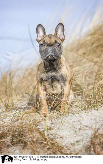 sitzender Franzsische Bulldogge Welpe / sitting french bulldog puppy / MAB-01536