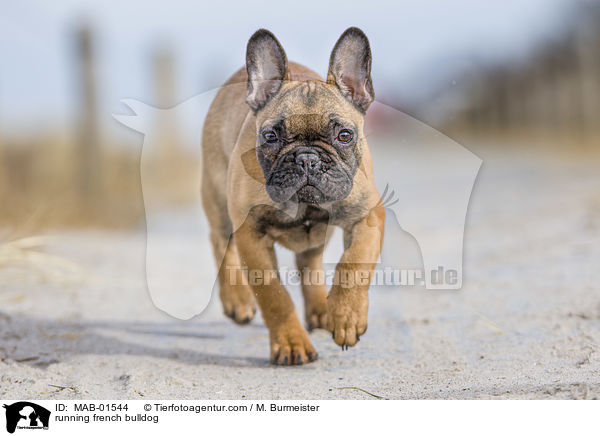 rennende Franzsische Bulldogge / running french bulldog / MAB-01544