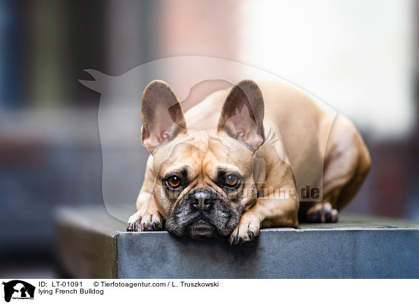 liegende Franzsische Bulldogge / lying French Bulldog / LT-01091