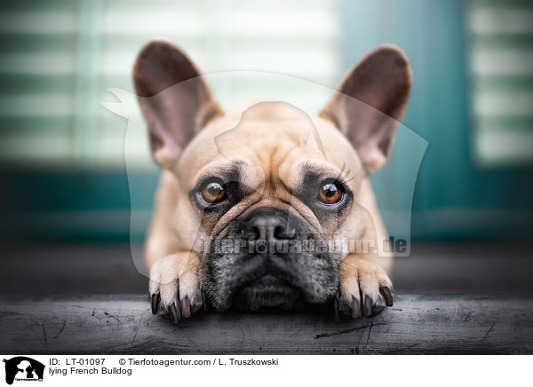 liegende Franzsische Bulldogge / lying French Bulldog / LT-01097