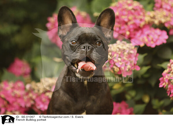 Franzsische Bulldogge Portrait / French Bulldog portrait / SE-01067