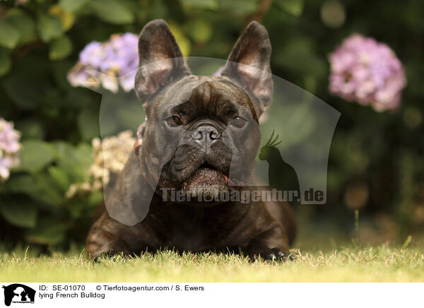 liegende Franzsische Bulldogge / lying French Bulldog / SE-01070