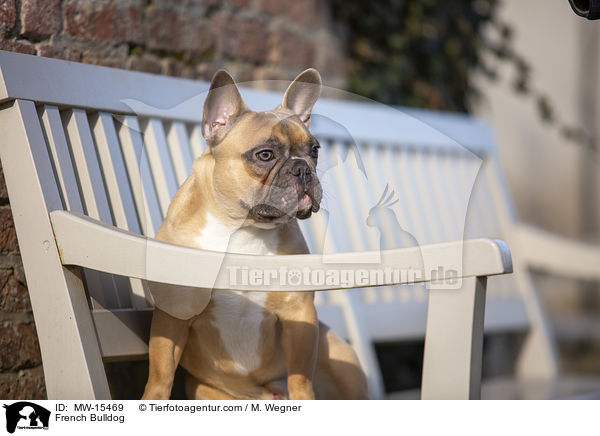 Franzsische Bulldogge / French Bulldog / MW-15469