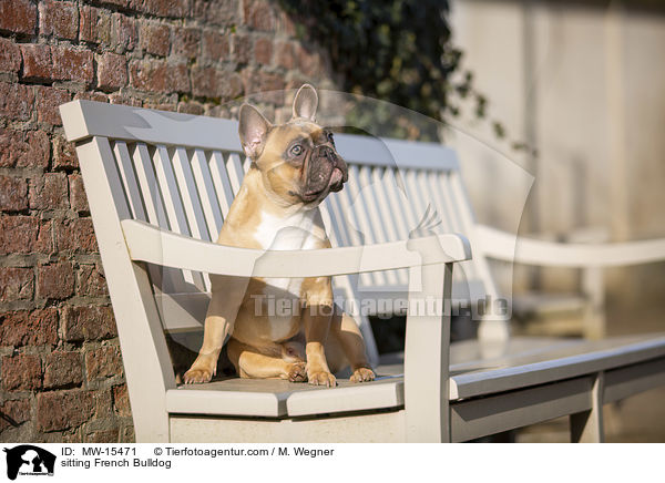 sitzende Franzsische Bulldogge / sitting French Bulldog / MW-15471