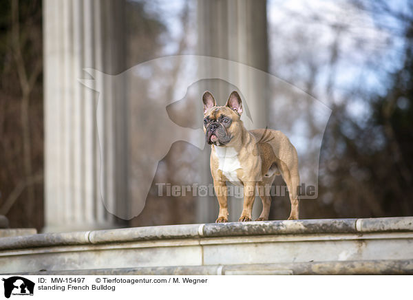 stehende Franzsische Bulldogge / standing French Bulldog / MW-15497