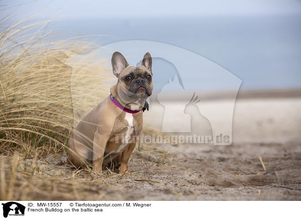 Franzsische Bulldogge an der Ostsee / French Bulldog on the baltic sea / MW-15557