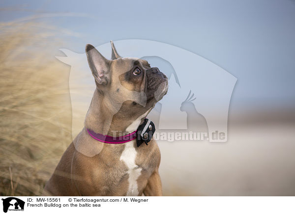 Franzsische Bulldogge an der Ostsee / French Bulldog on the baltic sea / MW-15561