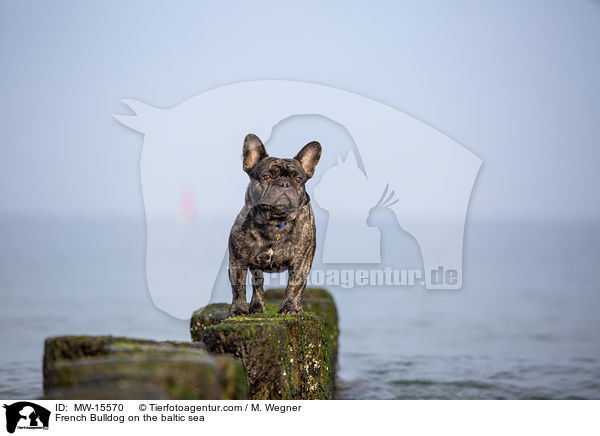 Franzsische Bulldogge an der Ostsee / French Bulldog on the baltic sea / MW-15570