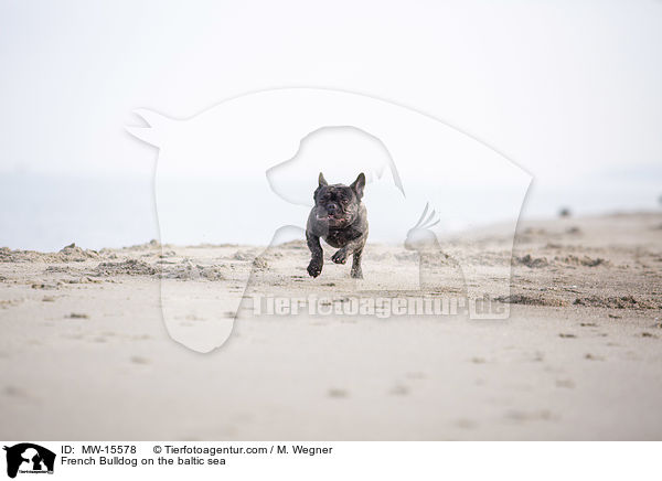 Franzsische Bulldogge an der Ostsee / French Bulldog on the baltic sea / MW-15578