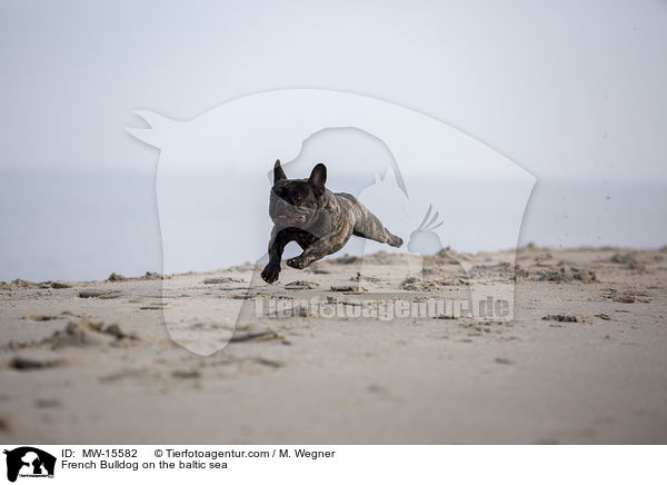 Franzsische Bulldogge an der Ostsee / French Bulldog on the baltic sea / MW-15582