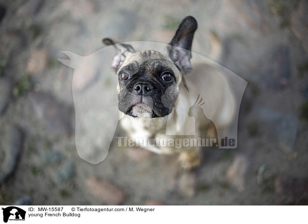 junge Franzsische Bulldogge / young French Bulldog / MW-15587