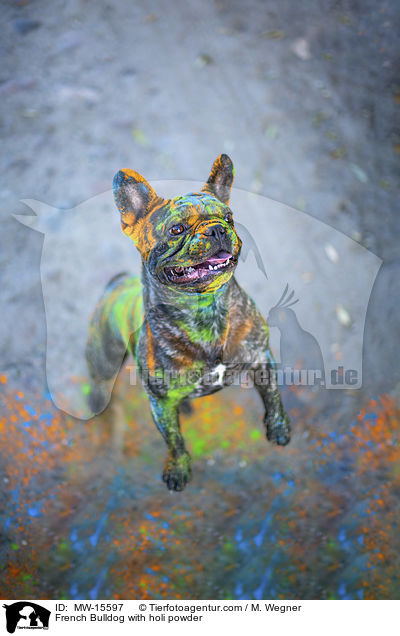 Franzsische Bulldogge mit Holi Pulver / French Bulldog with holi powder / MW-15597