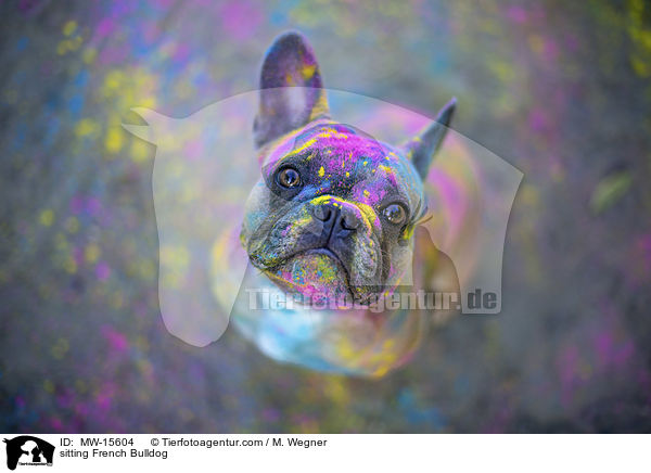 sitzende Franzsische Bulldogge / sitting French Bulldog / MW-15604