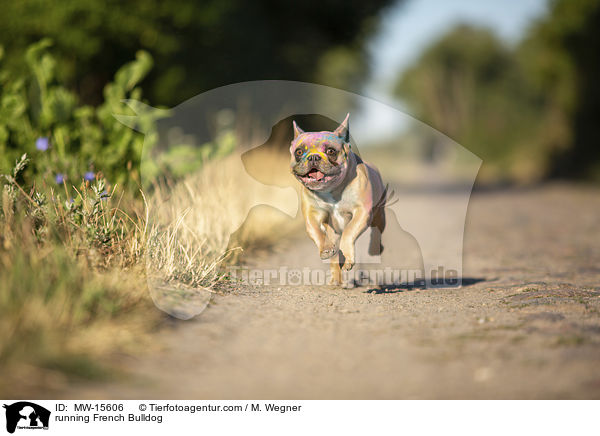 rennende Franzsische Bulldogge / running French Bulldog / MW-15606