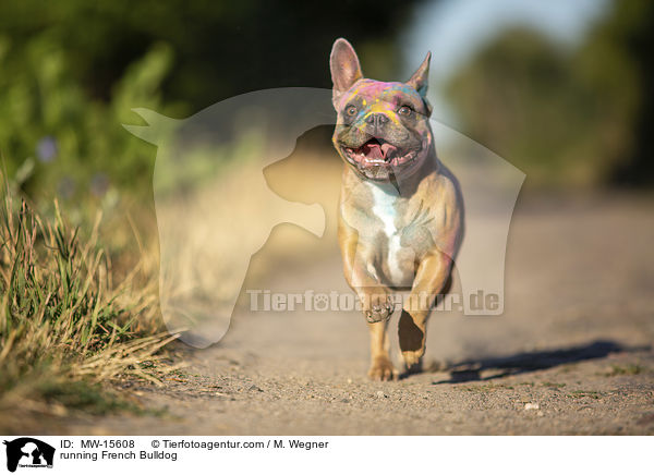 rennende Franzsische Bulldogge / running French Bulldog / MW-15608