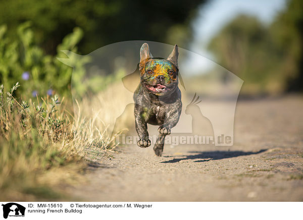 rennende Franzsische Bulldogge / running French Bulldog / MW-15610