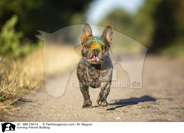 rennende Franzsische Bulldogge / running French Bulldog / MW-15614