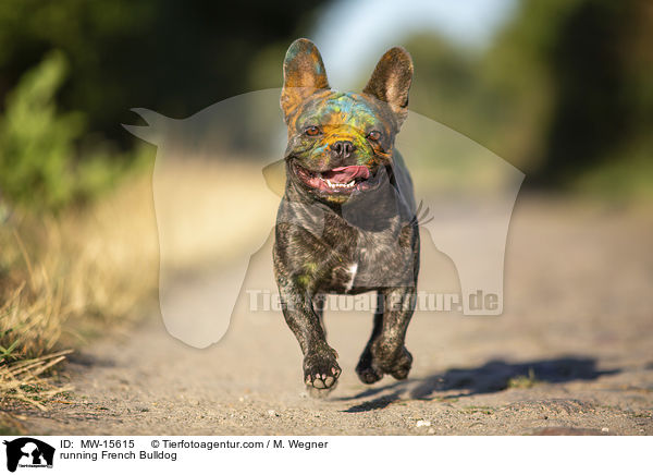 rennende Franzsische Bulldogge / running French Bulldog / MW-15615