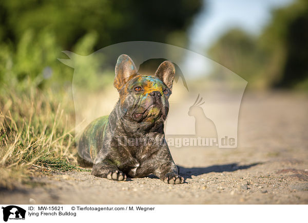 liegende Franzsische Bulldogge / lying French Bulldog / MW-15621