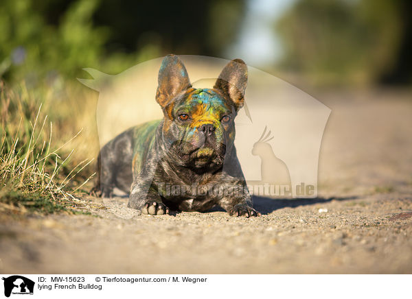 liegende Franzsische Bulldogge / lying French Bulldog / MW-15623