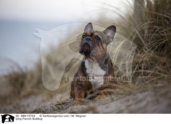 liegende Franzsische Bulldogge / lying French Bulldog / MW-15704