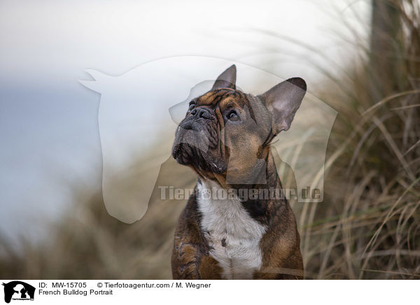 Franzsische Bulldogge Portrait / French Bulldog Portrait / MW-15705