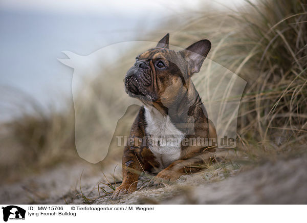 liegende Franzsische Bulldogge / lying French Bulldog / MW-15706